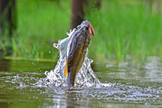 Proline Baits Bass attractant give you an almost unfair advantage when fishing for trout. This natural attractant added to any soft plastic or jig is all it takes to take your fishing game to the next level.