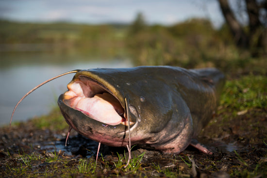 Proline Baits Catfish attractant give you an almost unfair advantage when fishing for trout. This natural attractant added to any soft plastic or jig is all it takes to take your fishing game to the next level.